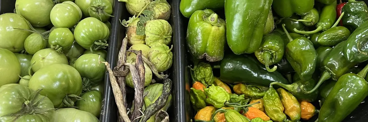 Fresh green tomatoes and peppers in harvest trays